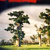 Baobabs